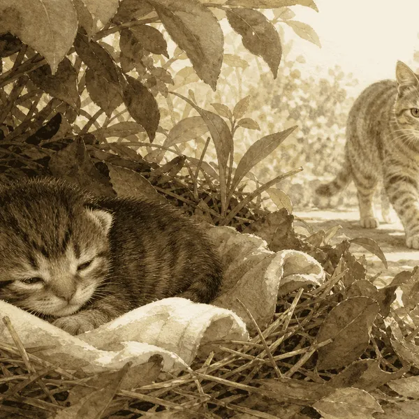 A tiny tabby kitten resting in a sheltered nest while an adult cat approaches from the background.