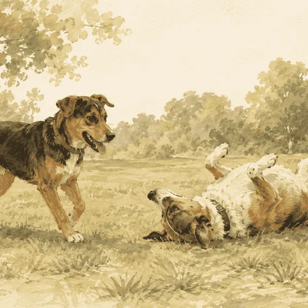 Two dogs pause in a grassy park after play while one turns on its back and the other stands loosely nearby.