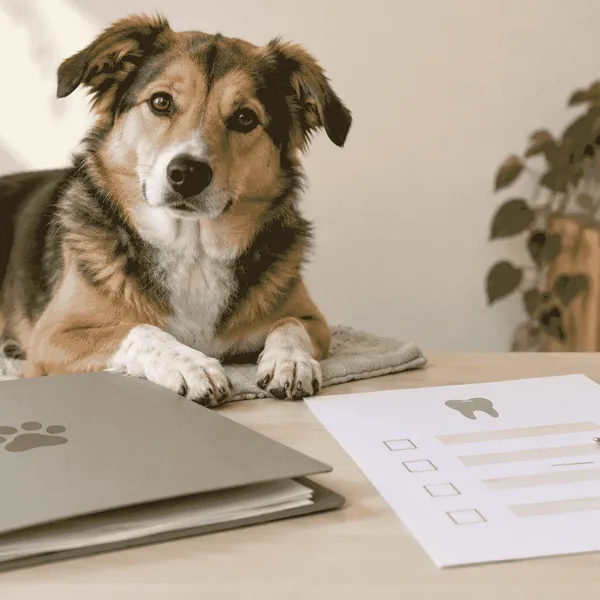 A dog owner compares an unbranded pet insurance policy with a dental-care question sheet while a calm dog rests nearby.