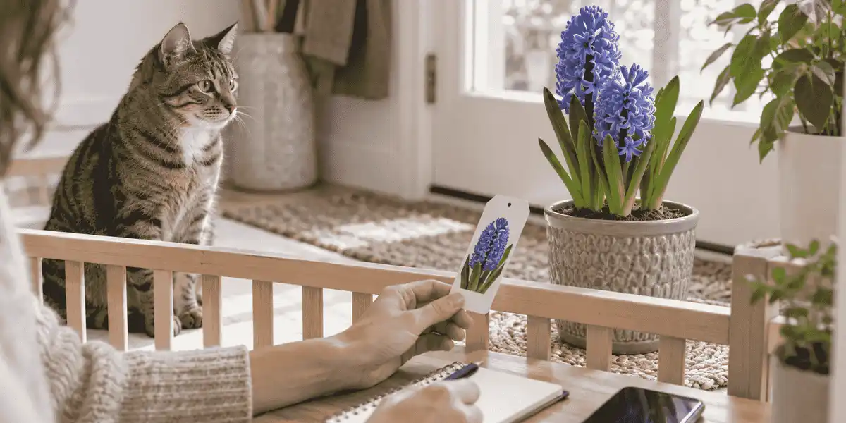 A cat watches from behind a low barrier while a caregiver checks a hyacinth plant label beside a phone and notebook.